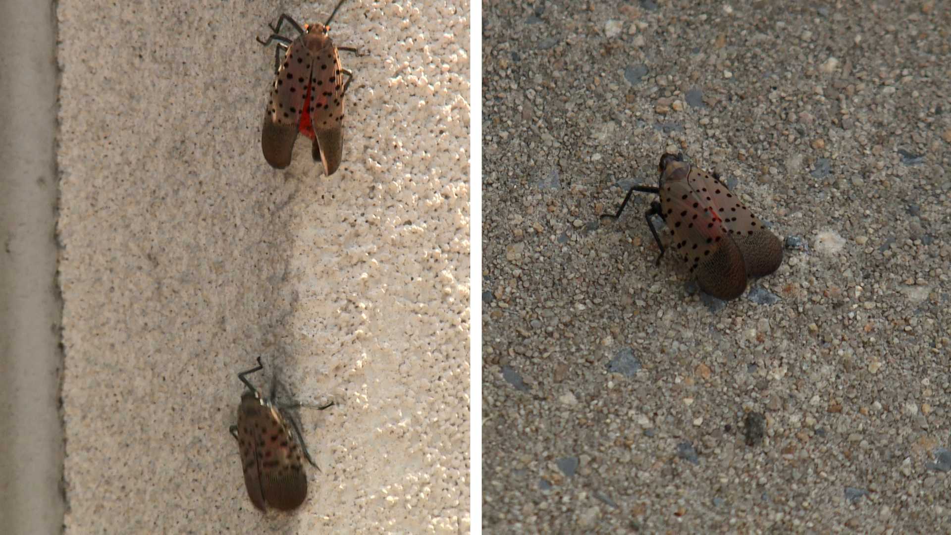 wgal.com - AJ Sisson - New U.S. House bill aims to curb spotted lanternfly's impact on agriculture