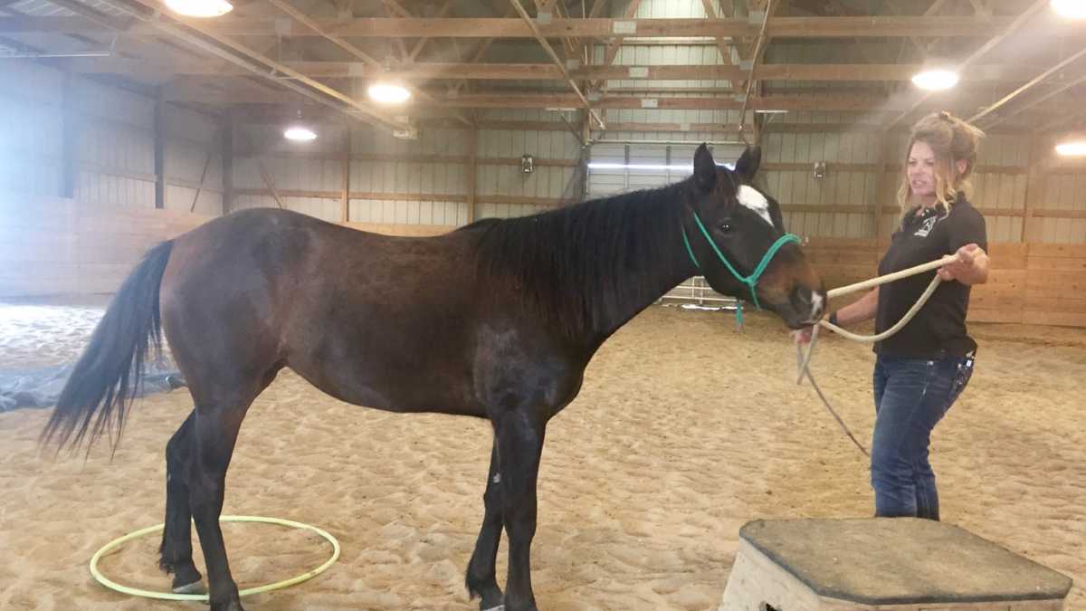 Horse rehabilitation before & after