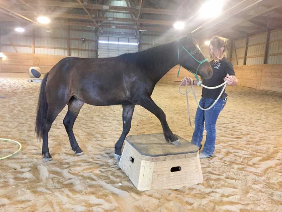 Horse rehabilitation before & after
