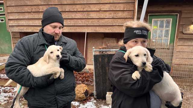 Phelps County Missouri: 95 dogs rescued from unlicensed breeder - Vimarsana News