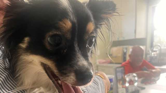 Special needs shelter dog from South Florida featured in Animal Planet's Puppy Bowl - Vimarsana News