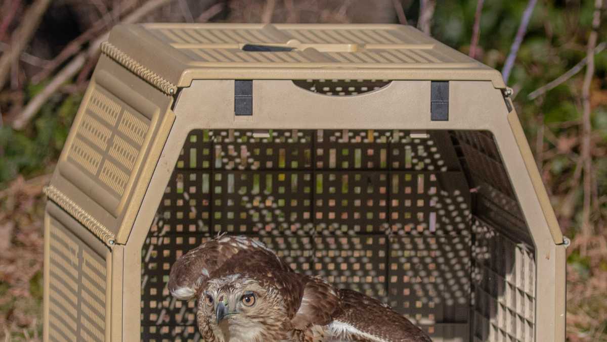 A red-tailed hawk's remarkable recovery, Pa.