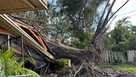 Tree falls on house during Hurricane Milton in Cape Coral