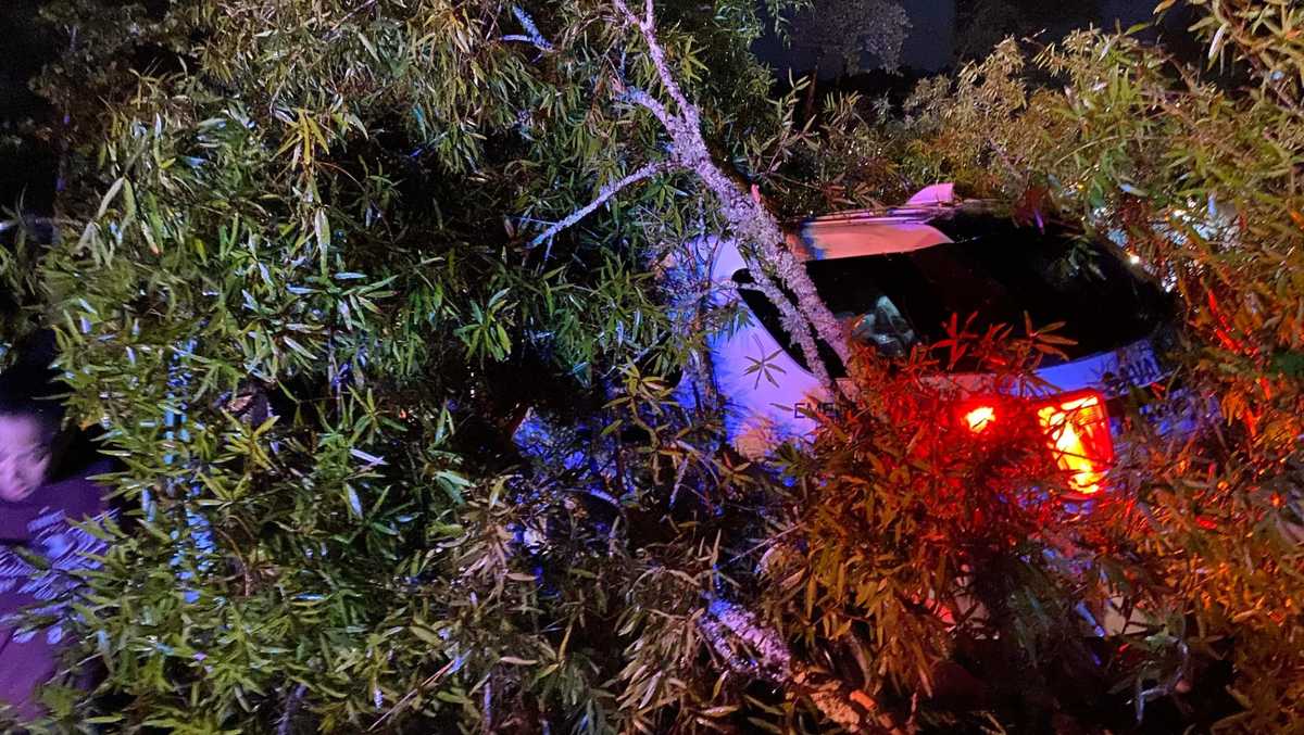Savannah police officer injured after crashing into fallen tree - WJCL