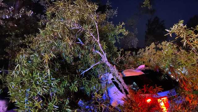 Savannah police officer injured after crashing into fallen tree - Vimarsana News