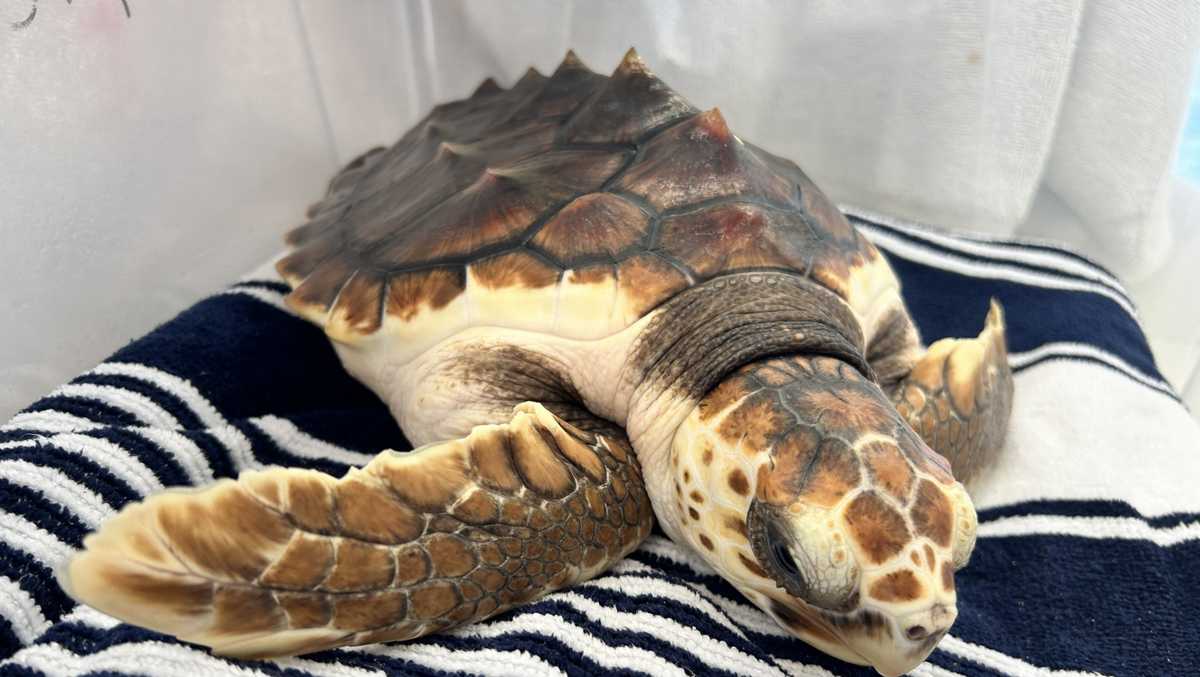 Two Loggerheads receive help from local organizations