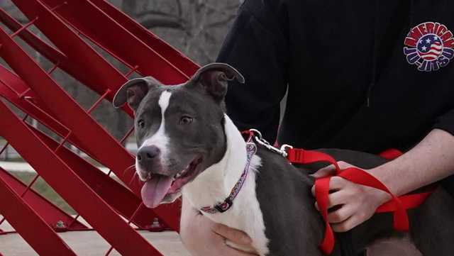 KC Pet Project reports surge of animal neglect calls - Vimarsana News