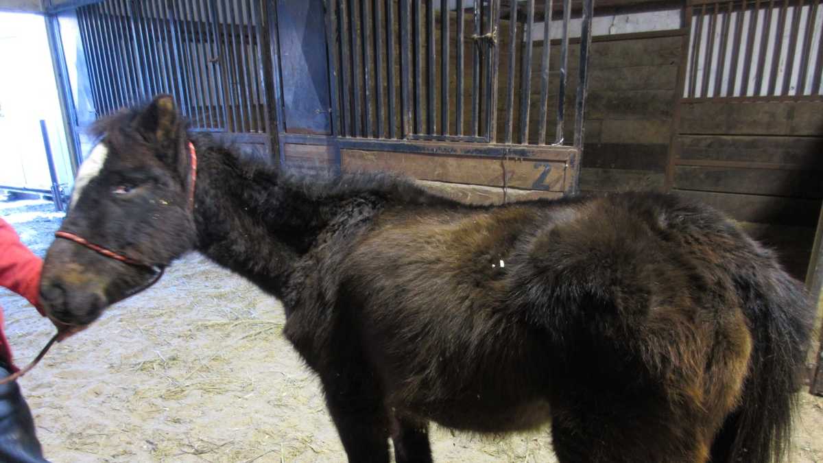 Horse rehabilitation before & after