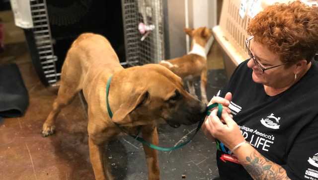 Dogs Rescued From South Korea Dog Meat Trade Making Progress Becoming Available For Adoption