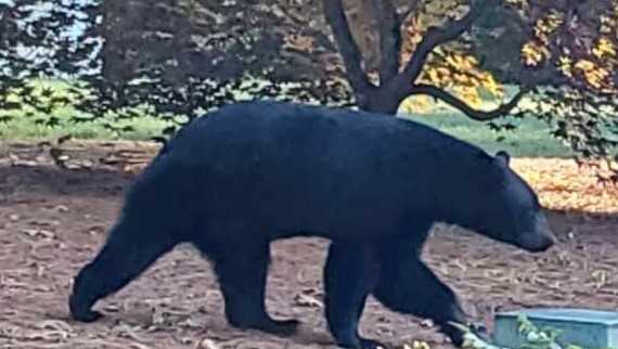 Townsend Police Warn After Black Bear Kills Goat, Targets Chickens Amid Rising Sightings
