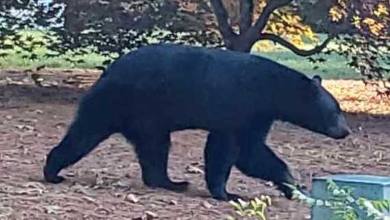 Townsend Police Warn After Black Bear Kills Goat, Targets Chickens Amid Rising Sightings