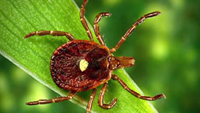 1 tick bite could change your life forever, here's how to protect yourself - Vimarsana News