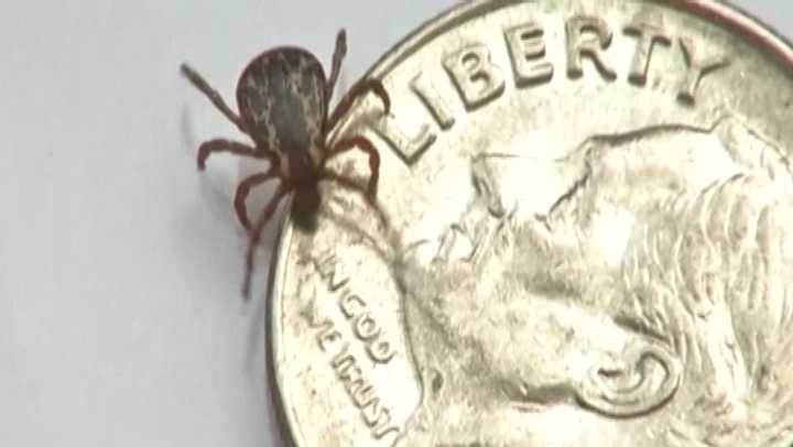 Invasive longhorned tick found for 1st time in New England