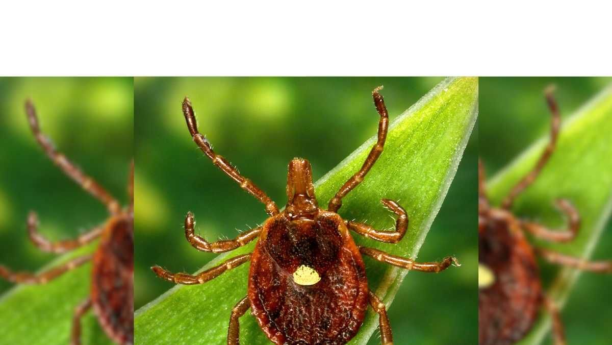 Meat allergy caused by tick spit is getting more common, CDC says