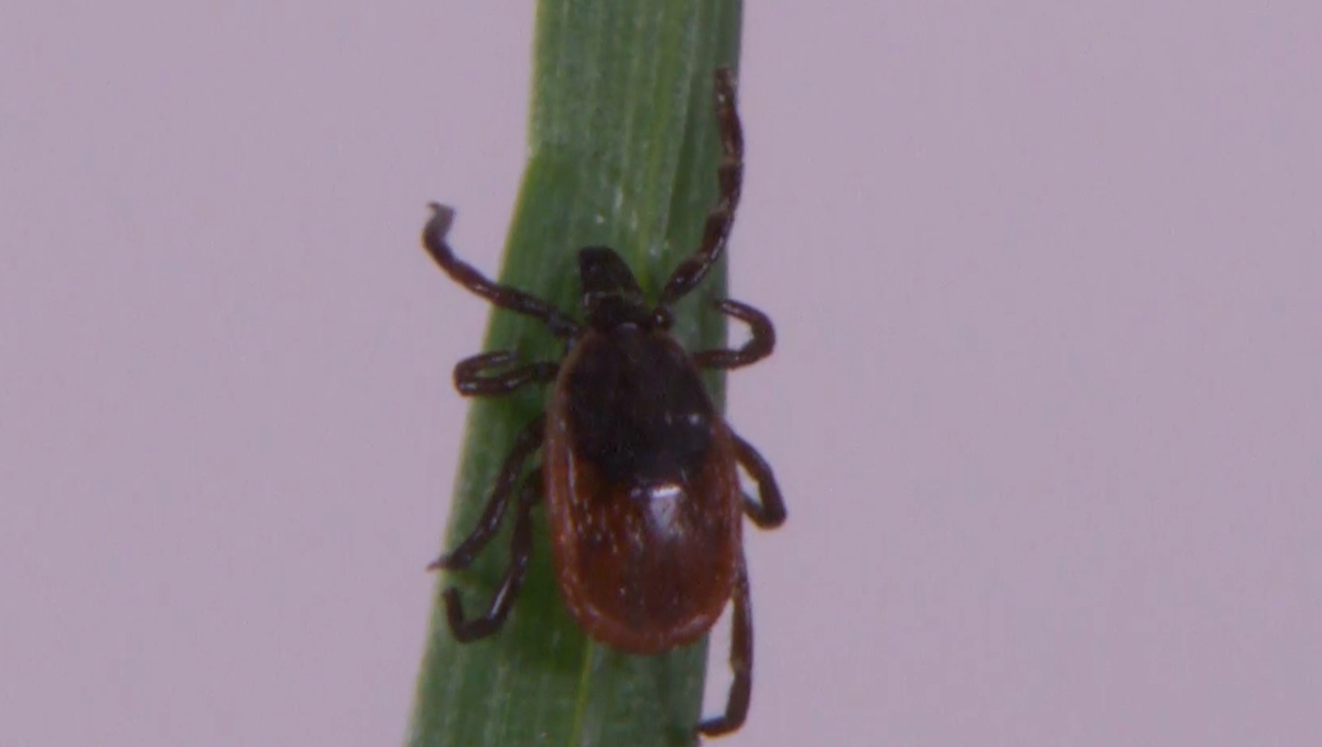 Kentucky man gets rocky mountain spotted fever from tick bite, causing