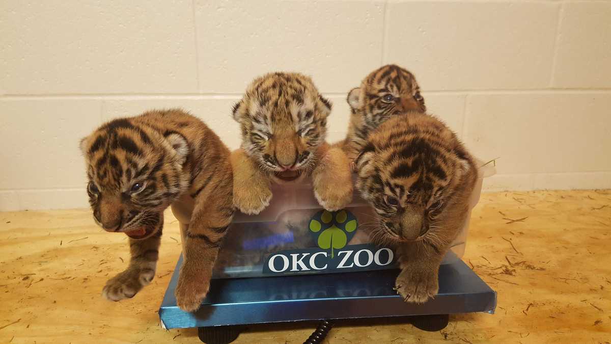 tiger live cam zoo