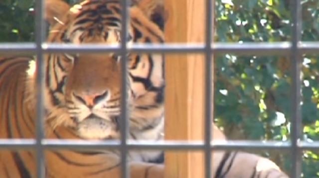 Georgia: Tigers escape animal safari during tornado warning - Vimarsana News