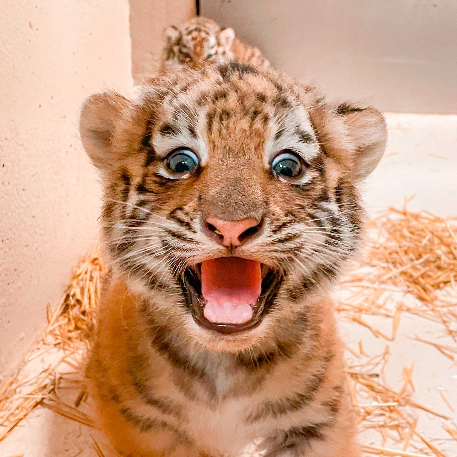 Meet the newborn tiger cubs 