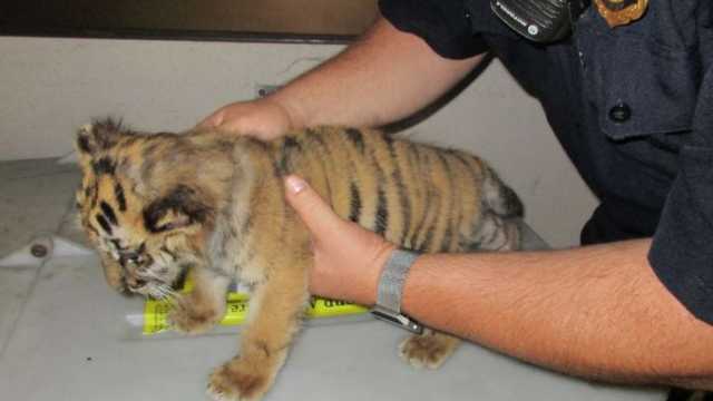 California man charged with smuggling a Bengal tiger in his Camaro