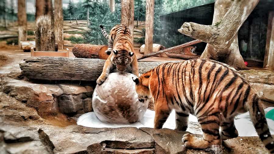 Milwaukee County Zoo tiger cubs celebrate first birthday