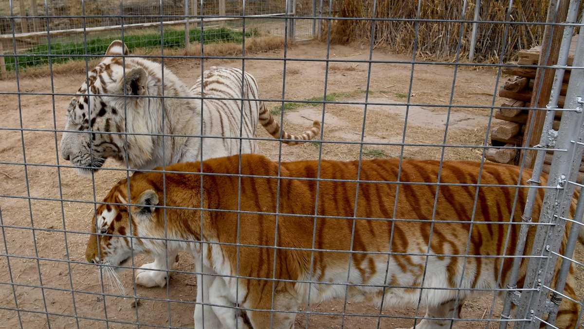 'Tiger King' zoo closed effective immediately; Jeff Lowe says he