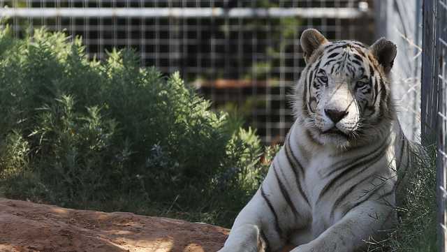TIGER KING NETFLIX: Feds seize 68 big cats and jaguar from 'Tiger King' park - Vimarsana News