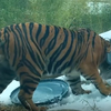 Tiger at Ohio zoo picks Cincinnati Bengals to win Super Bowl