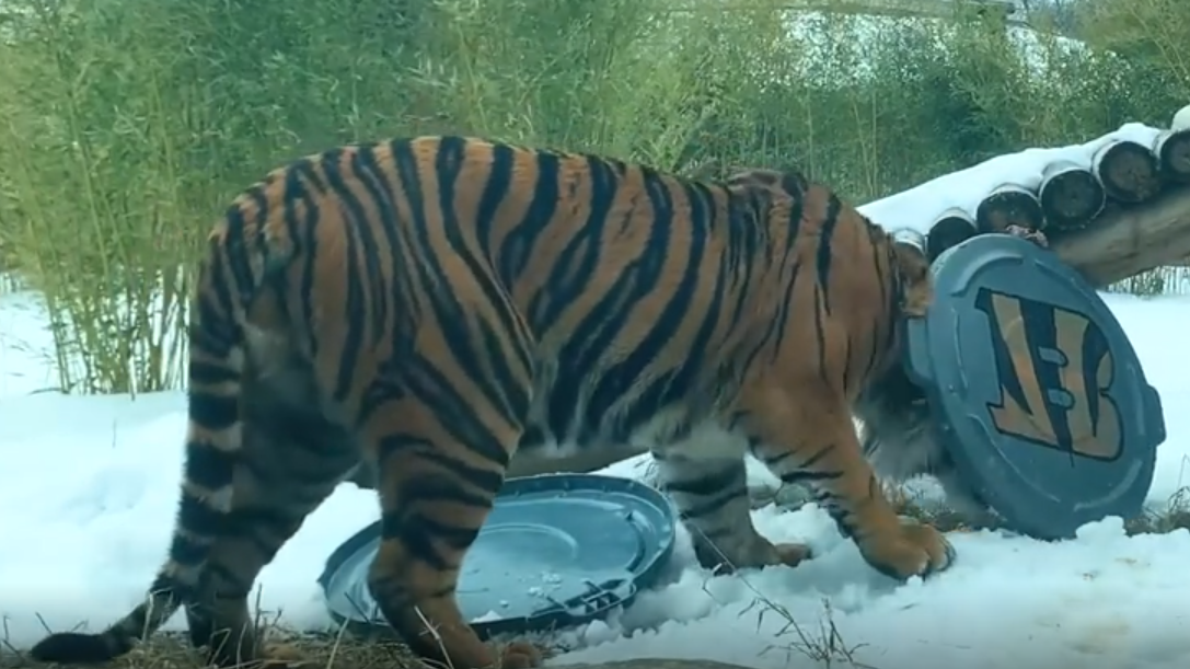 Tiger at Ohio zoo picks Cincinnati Bengals to win Super Bowl