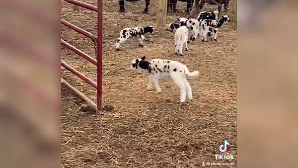 Viral video: Watch these Bardstown baby sheep 'jump around'