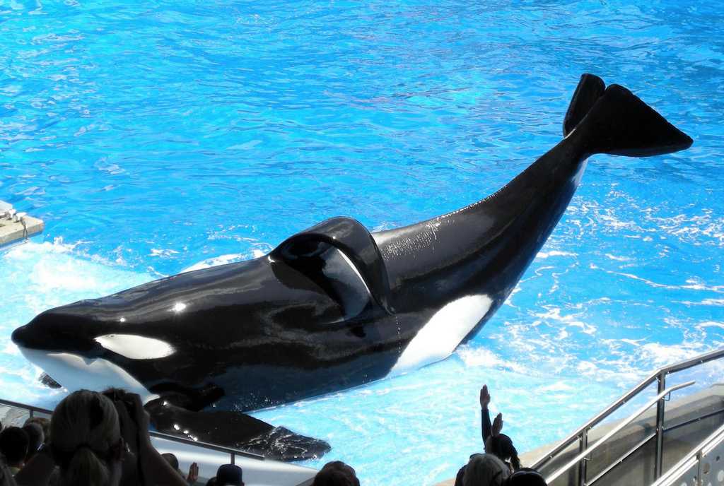 SeaWorld: Tilikum, Orca That Killed Trainer, Featured In Documentary ...