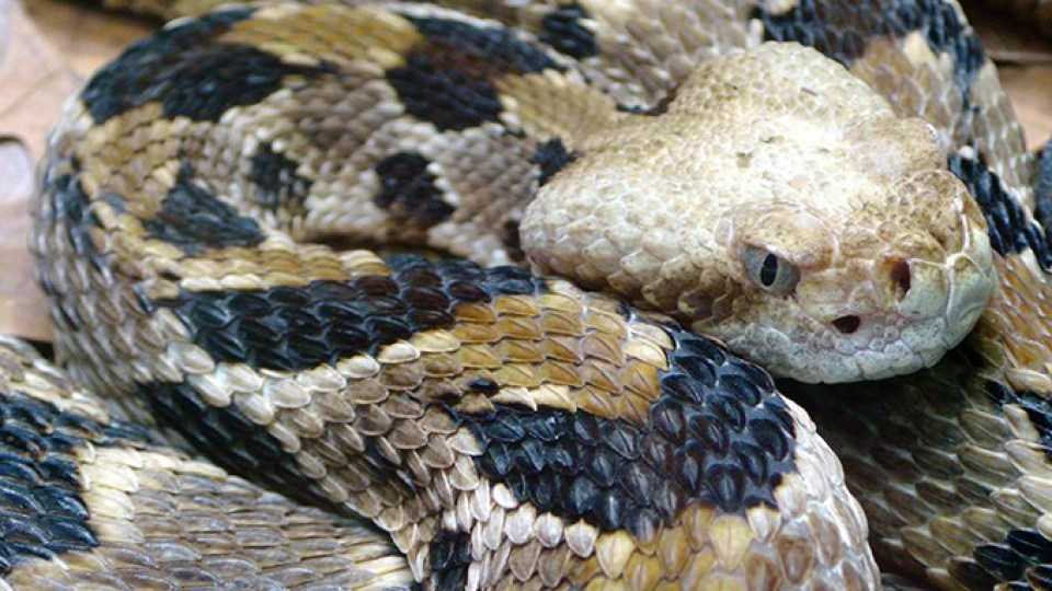 Game of disc golf in Pooler leads to discovery of rattlesnake's massive ...