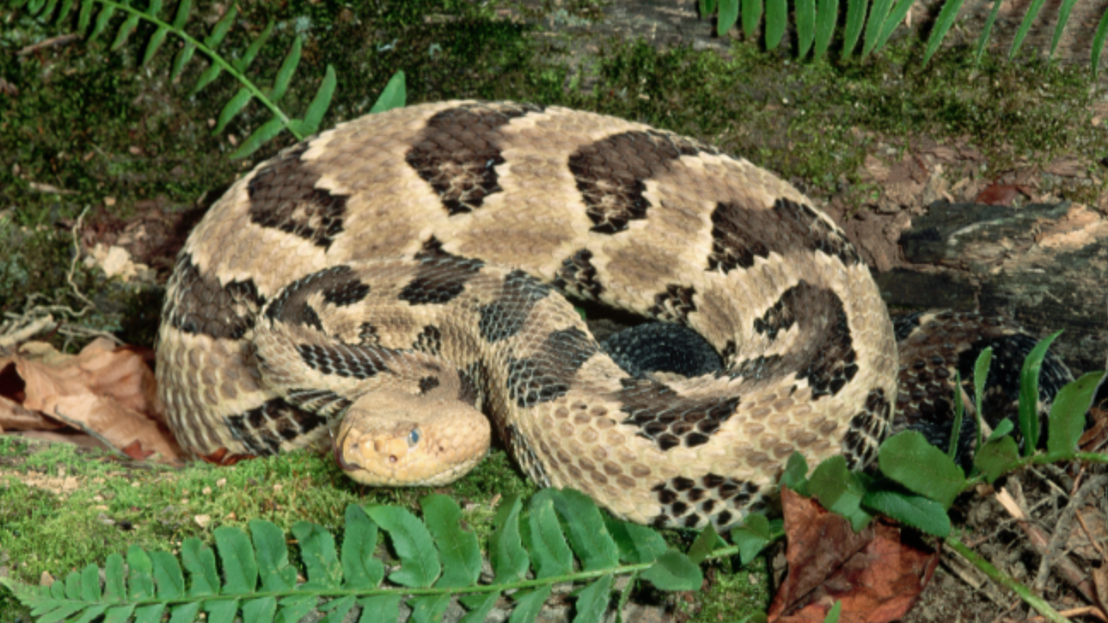 Venomous snakes in North Carolina Can you name all 6 of them?