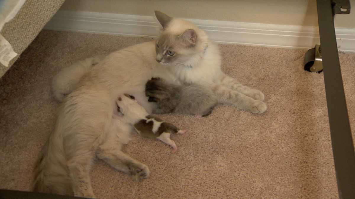 Cat nurses tiny foster puppy