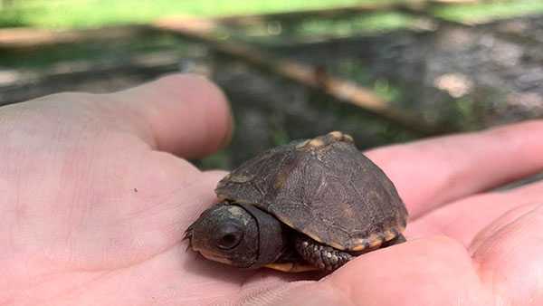 Meet the Louisville Nature Center's new teeny, tiny turtle