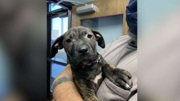 Puppy rescued by Rumpke worker officially goes home with forever family