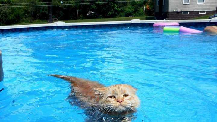 kittens swimming