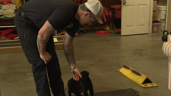 Beloved fire station cat returns home after he went missing more than a month ago - Vimarsana News