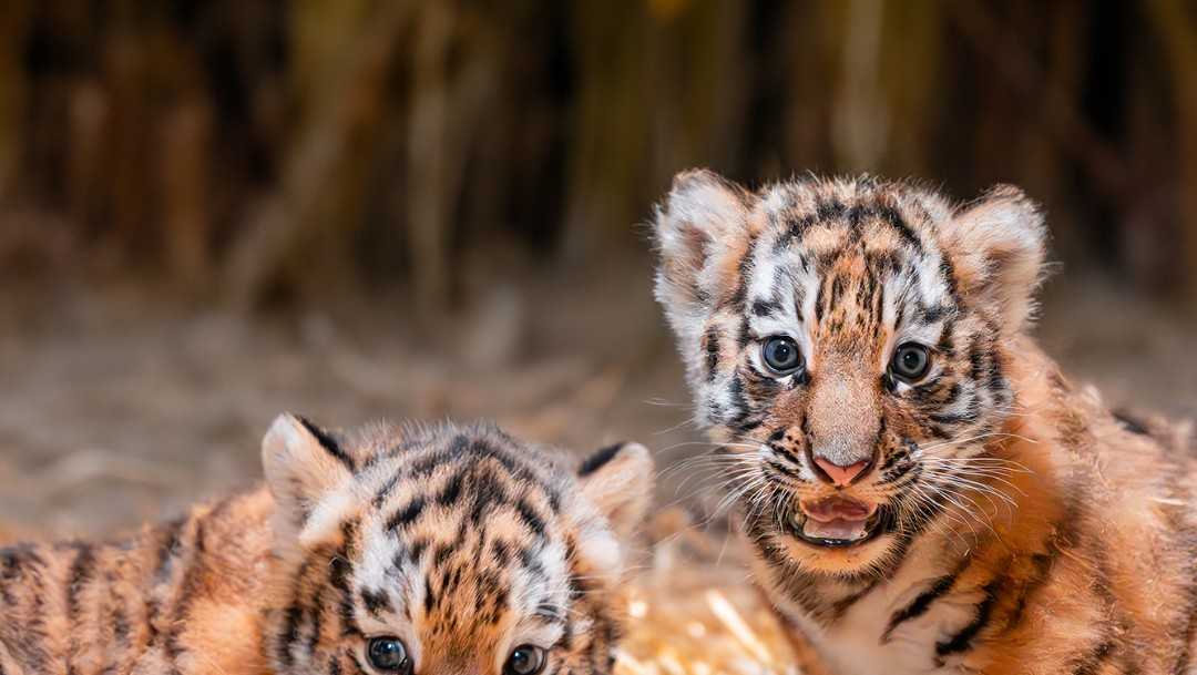 Ohio zoo announces gender of baby tiger twins