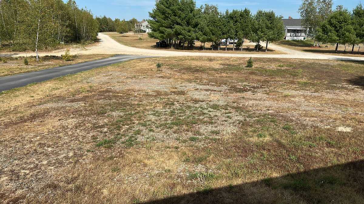 Maine trees are already dropping leaves, several weeks earlier than normal