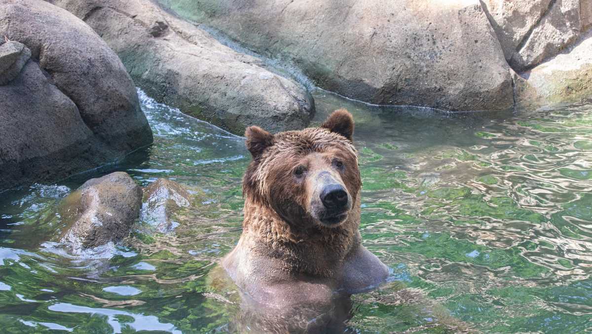 NC Zoo mourns loss of grizzly bear