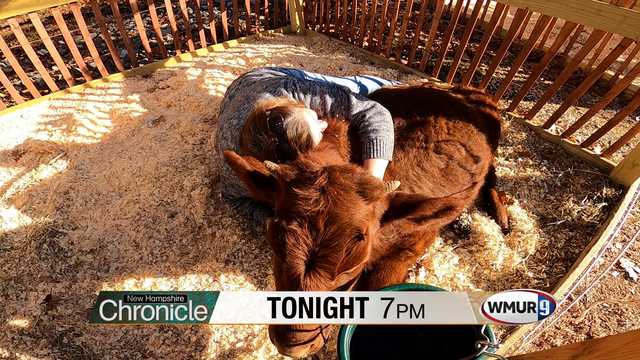 Tonight on NH Chronicle: Cow Cuddling - Vimarsana News