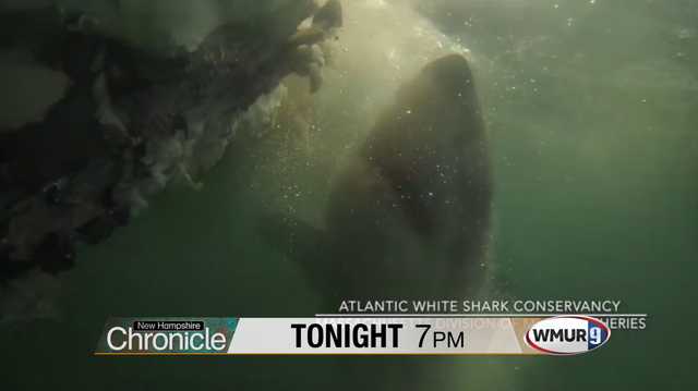 Tonight on NH Chronicle: Tracking Sharks - Vimarsana News