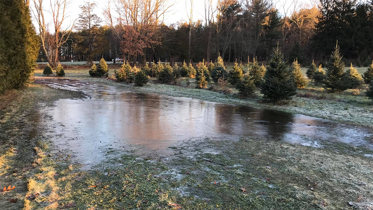 Flooding forces Hampton Falls Christmas tree farm to close on peak weekend