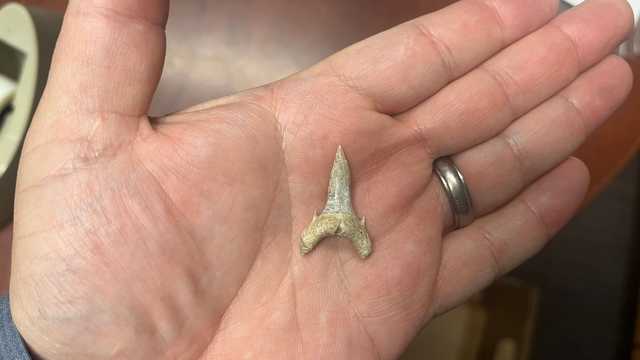 New species of fossil shark discovered in Alabama - Vimarsana News