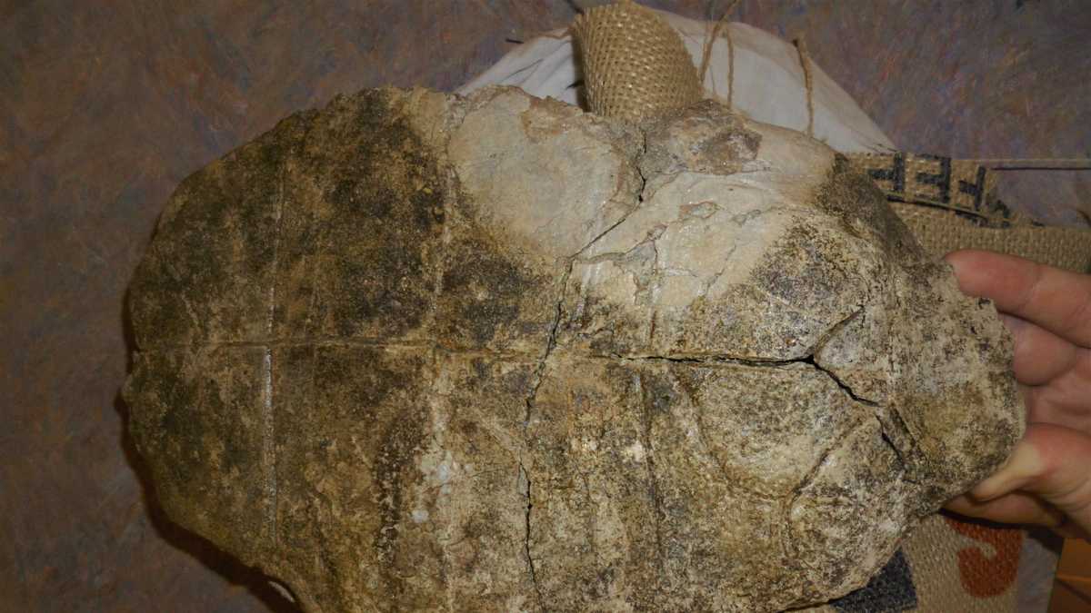 Mastodon fossils found in Mokelumne River Watershed