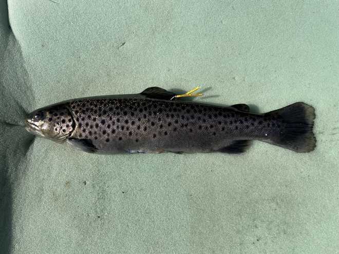 tracked&#x20;brown&#x20;trout&#x20;with&#x20;tags