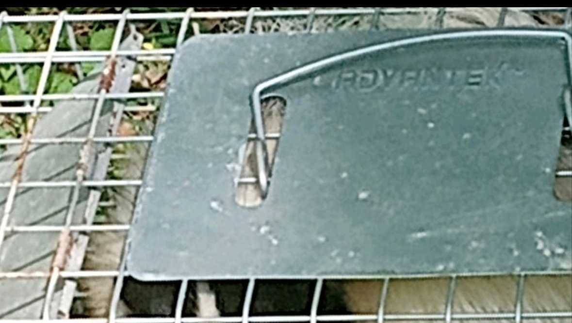 Wildlife reminder: How to humanely evict wildlife