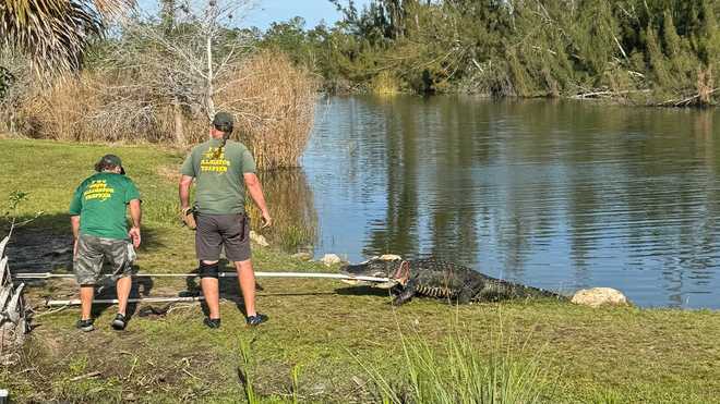 2 massive gators wrangled and removed from Lakes Park in south Fort Myers