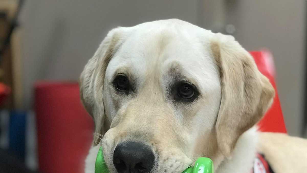 UofL Health celebrates Travis the facility dog on National Dog Day