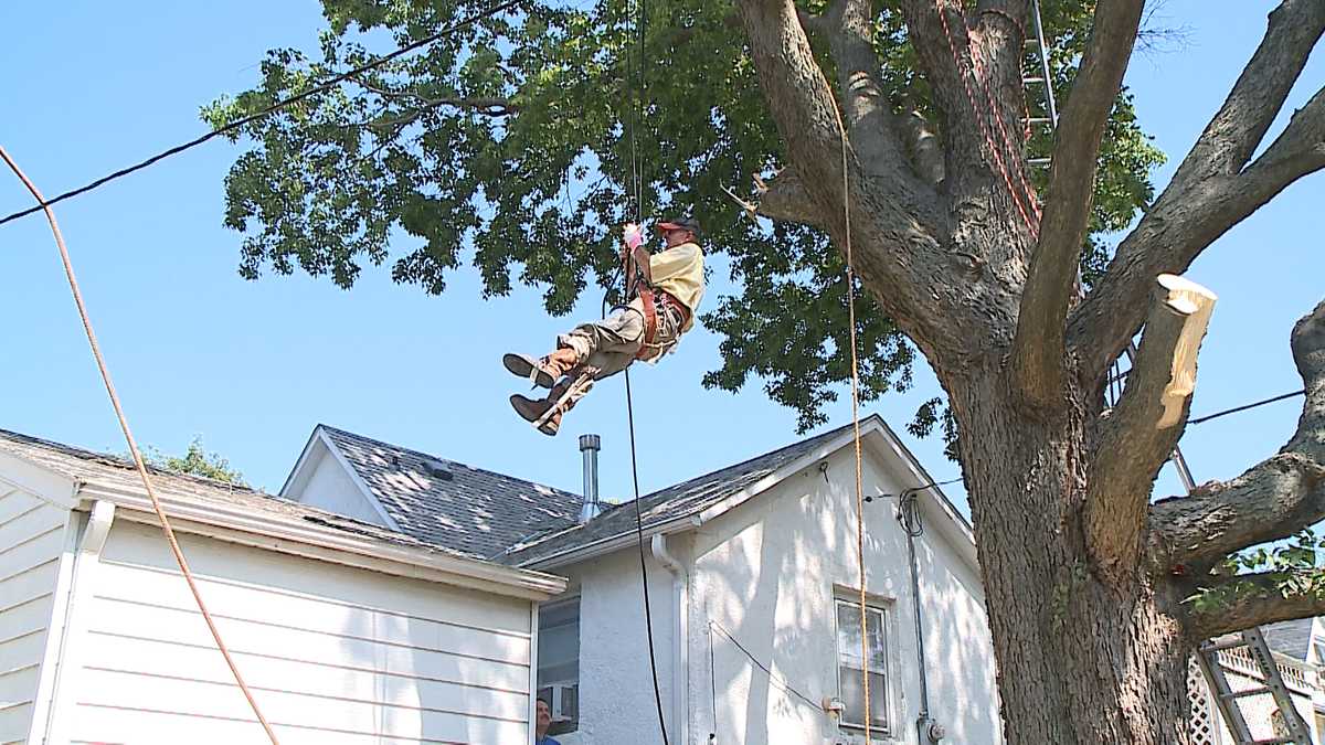 83yearold arborist still cutting trees 65 years
